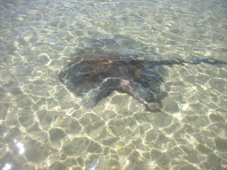 Sting Ray with Shark Bite